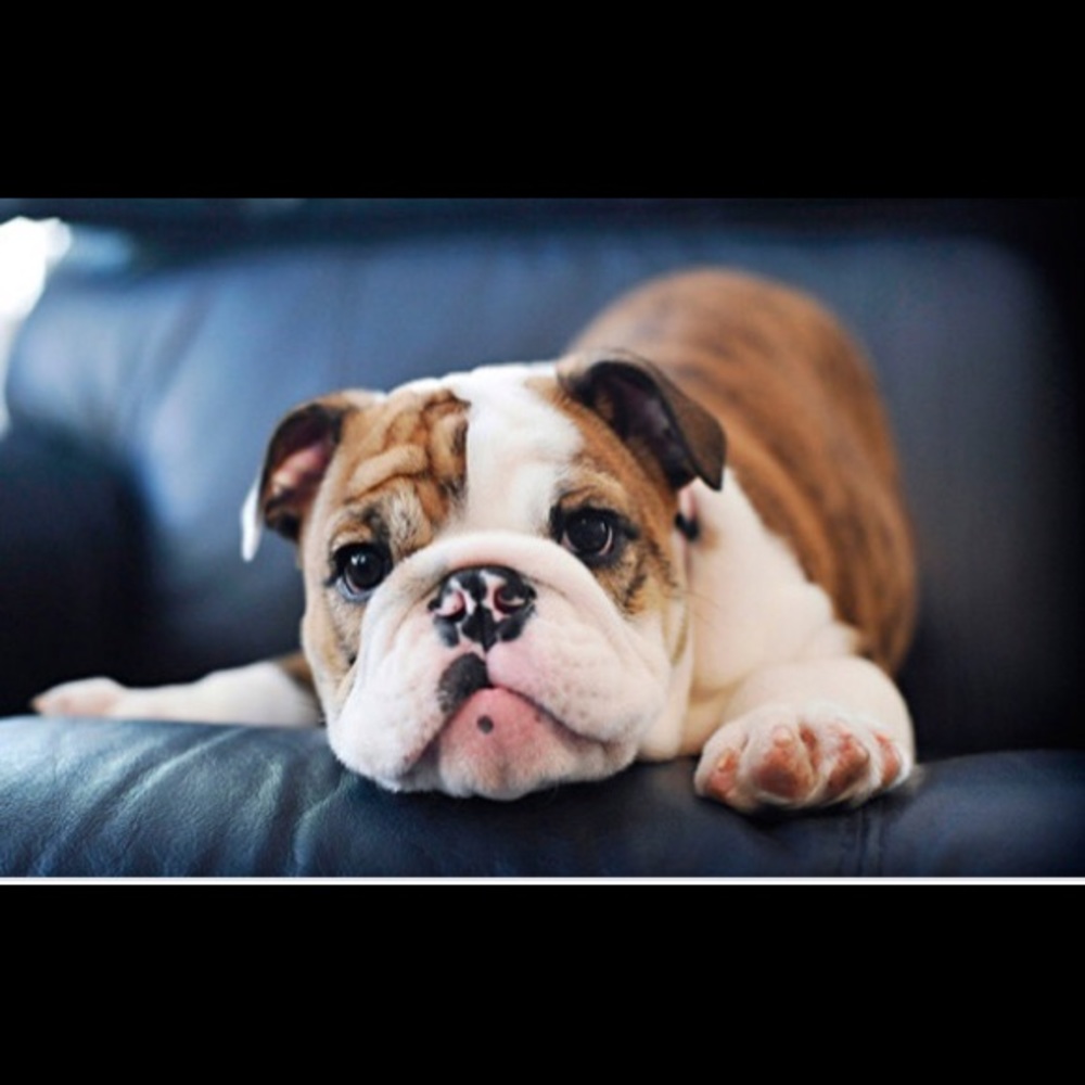 Meet your Posher, Jisu